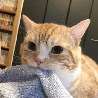 Telegram sticker 🙂 For @english_chatting_club