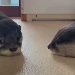 Video sticker 😐 кролеки