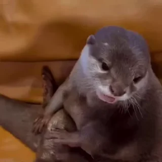 Video sticker 😴 кролеки