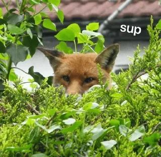 Video sticker 👋 JaxPack — @stckrRobot