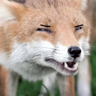 Telegram stiker 😑 JaxPack — @stckrRobot