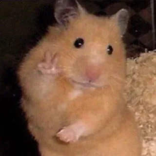 Video sticker 😊 Сборник by @fStikBot