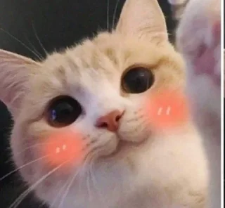 Video sticker 😘 Сборник by @fStikBot