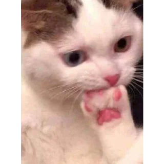 Telegram sticker 😨 Сборник by @fStikBot