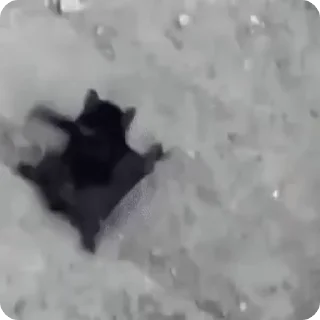 Video sticker 🏃 Концентрированная мышность :: @fStikBot