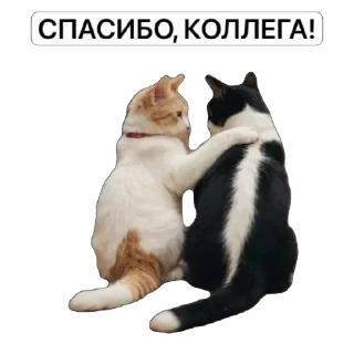 Video sticker 👍 WorkHard