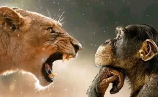 Video sticker 🌟 amirok haha :: @fStikBot