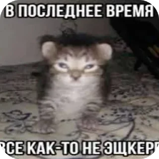 Telegram sticker 🐱 Больше стиков тут: @stikery4