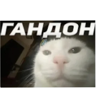 Sticker 🐱 Больше стиков тут: @stikery4