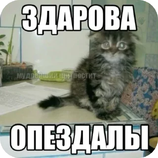 Video sticker 🐱 Больше стиков тут: @stikery4