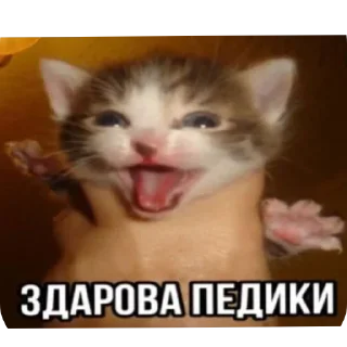 Video sticker 🐱 Больше стиков тут: @stikery4