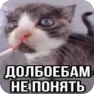 Video sticker 🐱 Больше стиков тут: @stikery4
