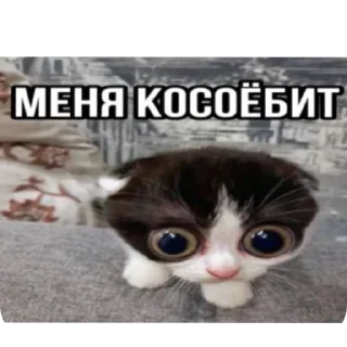 Telegram sticker 🐱 Больше стиков тут: @stikery4
