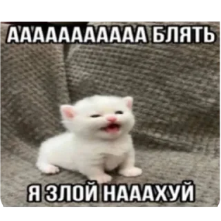 Telegram sticker 🐱 Больше стиков тут: @stikery4