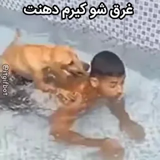 Video sticker 🐶 Ry