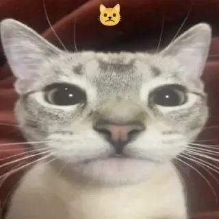 Video sticker 🌟 кисунчики :: @fStikBot
