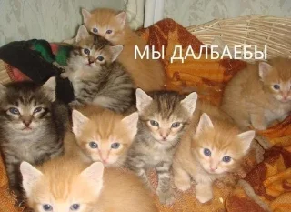 Video sticker 🌟 кисунчики :: @fStikBot