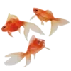 Sticker 🍵 ʾ۪۫ׄ 𝆺𝅥 cꪮℓ̼𑄜rs  ׄ‌ @mdrkisser :: @fStikBot