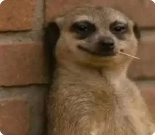 Video sticker 🤓 𝙇𝙀𝙇𝙕𝙕 ® :: @fStikBot