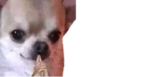 Video sticker 😈 𝙇𝙀𝙇𝙕𝙕 ® :: @fStikBot