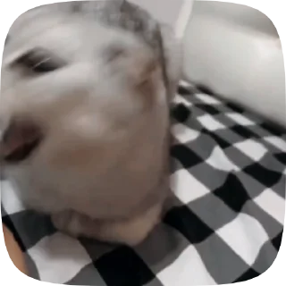 Video sticker 🐱 Больше стикеров тут: @stikery_emodzi_memy