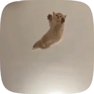 Video sticker 🐱 Больше стикеров тут: @stikery_emodzi_memy