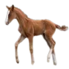 Video sticker 🐴 Frick-equius 🏹�...