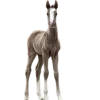 Video sticker 🐎 Frick-equius 🏹�...