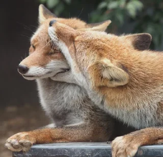 Telegram sticker 🦷 eclectic foxes
