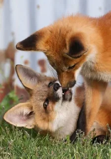 Video sticker 🦷 eclectic foxes