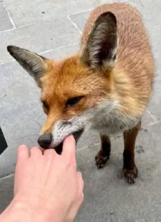 Video sticker 🦷 eclectic foxes