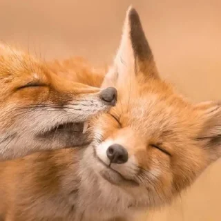 Telegram sticker 🦷 eclectic foxes