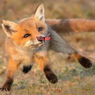 Telegram sticker 🦋 eclectic foxes