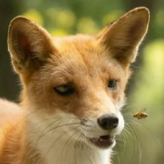 Telegram sticker 🐝 eclectic foxes