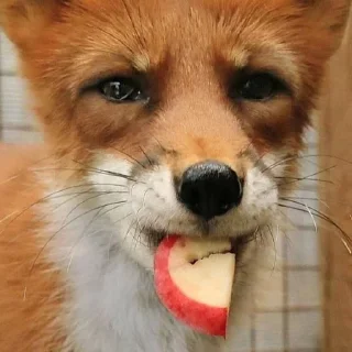 Video sticker 🍎 eclectic foxes
