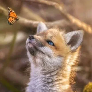 Telegram sticker 🦋 eclectic foxes