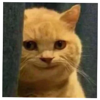 Video sticker 😼 @Ryuuu_Sama 's pack 🗿 :: @fStikBot