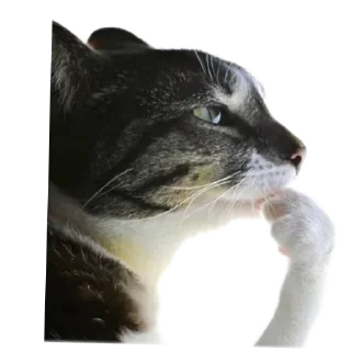 Telegram sticker 🐱 🤫