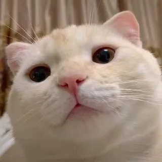 Video sticker 🥰 Fuck 🖕  uh