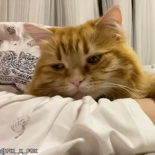 Video sticker 😴 Fuck 🖕  uh