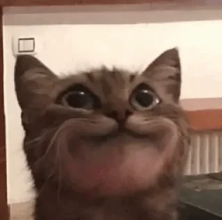 Telegram sticker 😀 Cat's | @BLMMU