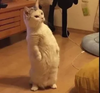 Video sticker 🤨 Cat's | @BLMMU