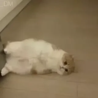 Sticker 🦦 Cat's | @BLMMU