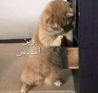 Video sticker 🗡️ Cat's | @BLMMU