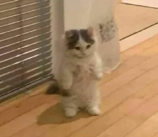 Telegram sticker 🗿 Cat's | @BLMMU