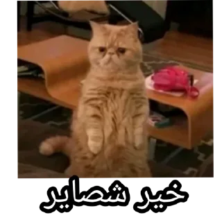 Video sticker 😮 SEJ