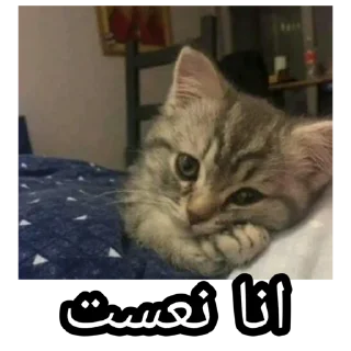 Telegram sticker 😴 SEJ