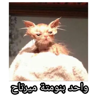 Telegram sticker 😪 SEJ