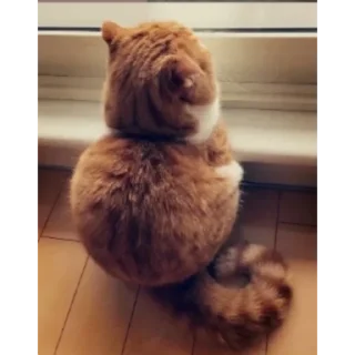 Telegram sticker 😞 SEJ