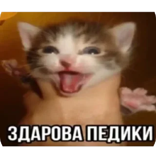 Telegram stiker 🫥 mio mao